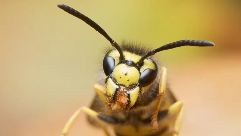 Hvepse Effektiv Skadedyrsbekæmper Ring 61 72 64 86