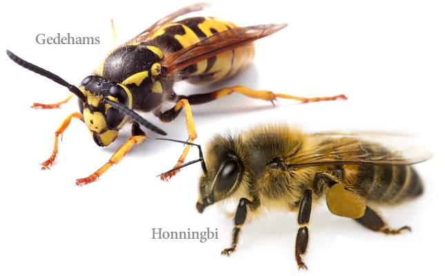 Hvepsearter, Biarter Gedehamse AZ Skadedyrsservice