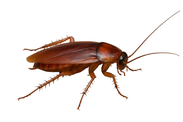 Kakkerlak Bekæmpelse