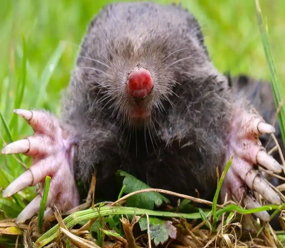 Muldvarp på vej op af muldvarpeskud i græsplæne – typisk tegn på aktivitet i haven