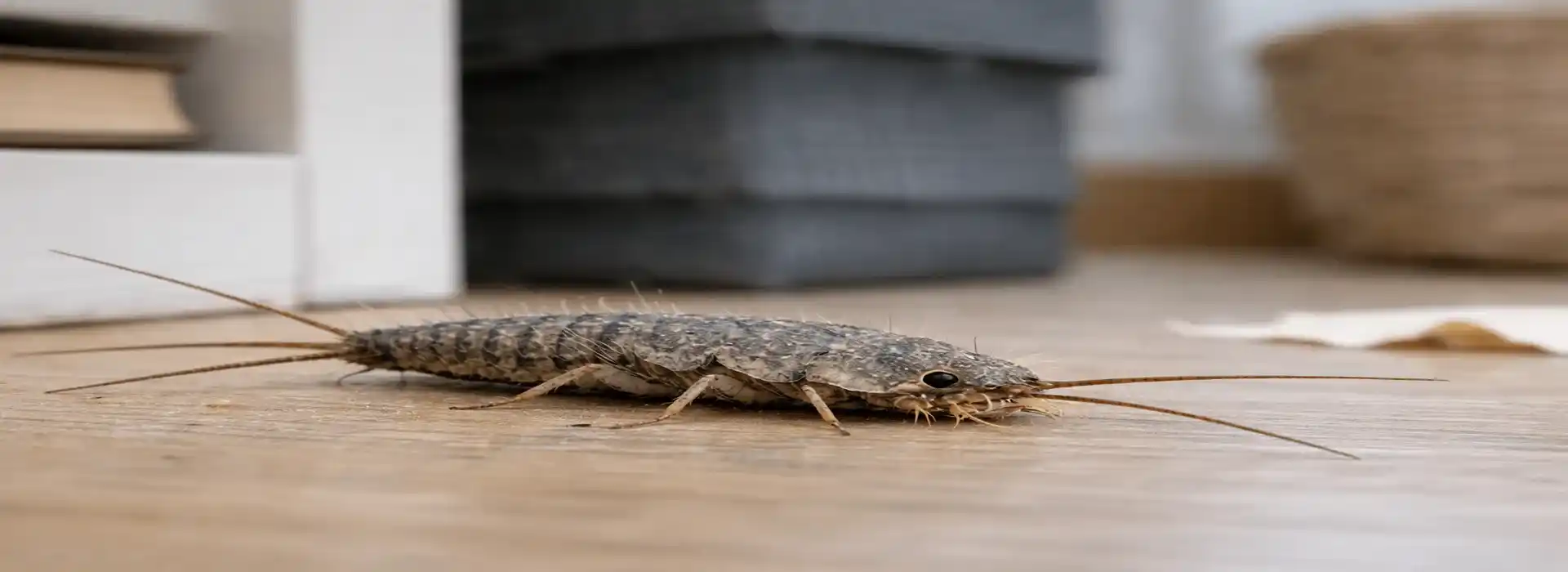 Skægkræ i bolig – professionel og autoriseret skægkræ bekæmpelse i hele Danmark