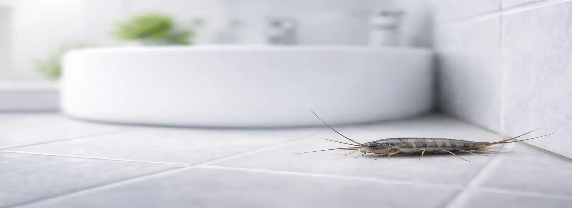 Sølvfisk i badeværelse – tæt på i naturlige omgivelser